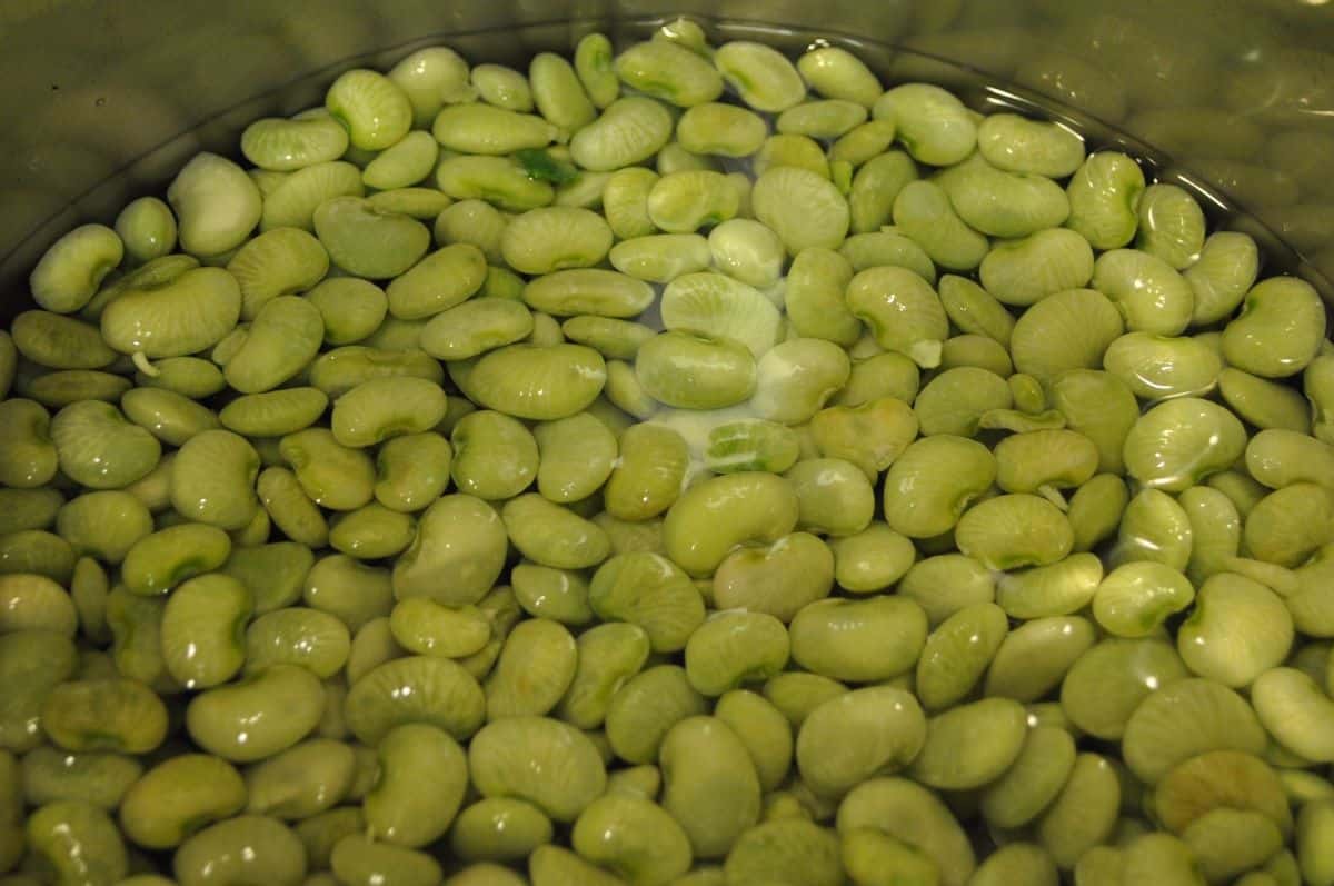 Lima beans in pot of water ready to cook.