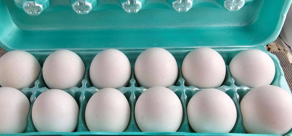 Carton of eggs to illustrate and discuss how long eggs last in the fridge and how long foods are good for in the fridge.
